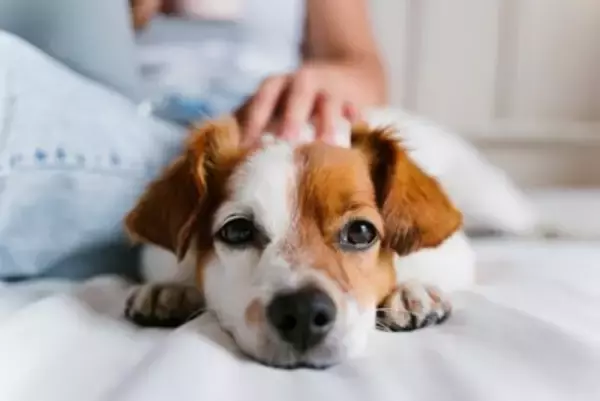 犬が『一緒に寝てくれない』心理3つ　飼い主から距離を置く理由や添い寝してもらうための秘訣まで