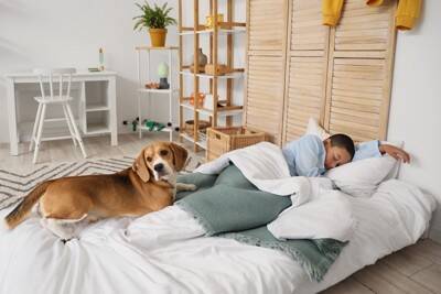 犬が『一緒に寝てくれない』心理3つ　飼い主から距離を置く理由や添い寝してもらうための秘訣まで
