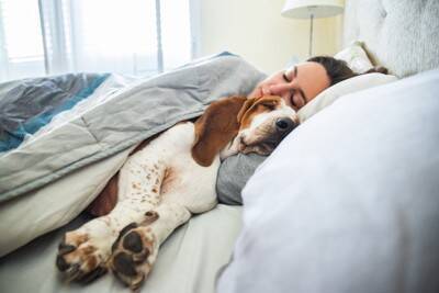 犬が『一緒に寝てくれない』心理3つ　飼い主から距離を置く理由や添い寝してもらうための秘訣まで