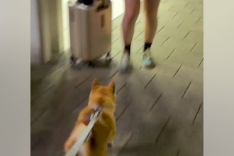 駅まで『夏休みで帰省する娘』のお迎えへ→一緒に行った犬が、姿を見た瞬間…尊すぎる『2ヶ月ぶりの再会』に絶賛「嬉しさが伝わる」「勢いすごい」