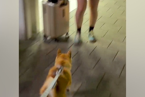 駅まで『夏休みで帰省する娘』のお迎えへ→一緒に行った犬が、姿を見た瞬間…尊すぎる『2ヶ月ぶりの再会』に絶賛「嬉しさが伝わる」「勢いすごい」