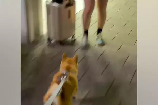 駅まで『夏休みで帰省する娘』のお迎えへ→一緒に行った犬が、姿を見た瞬間…尊すぎる『2ヶ月ぶりの再会』に絶賛「嬉しさが伝わる」「勢いすごい」