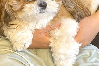 夫に話しかけた結果→膝に乗っていた犬が『嫉妬』しまくり…思った以上に『ブチギレている表情』に1万いいね「悪い顔ｗｗ」「愛強すぎて草」