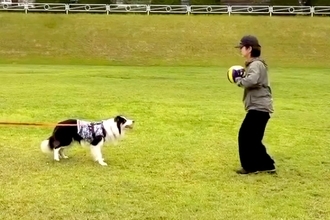 『めっちゃ痛そうで草』運動神経がいい犬とボール遊びをした結果→まさかの『ハプニング』が11万再生「ナイスコンビｗｗ」「油断大敵」