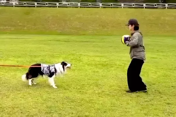 『めっちゃ痛そうで草』運動神経がいい犬とボール遊びをした結果→まさかの『ハプニング』が11万再生「ナイスコンビｗｗ」「油断大敵」