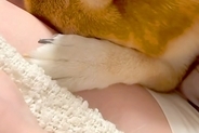 夫と喧嘩をして怒られた犬→あからさまに『しょんぼり』してしまい…絶対に許してしまう『反省の態度』に絶賛「人間みたいｗ」「可愛すぎる」