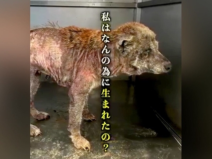『幸せって…なに？』繁殖業者に棄てられ、極限状態の『ボロボロの犬』を保護→涙が止まらない『現在の姿』が22万再生「本当に感謝」と称賛続々