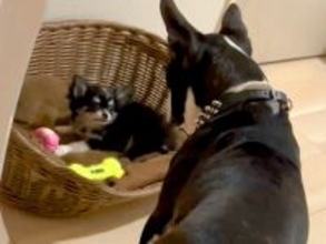 赤ちゃん犬と初めて顔を合わせた先輩犬→睨み合っていた2匹が…まるで兄弟のような『現在の光景』が70万再生「なんて素敵なの」「可愛すぎる」