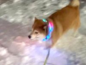 久しぶりに『雪』を見た柴犬→『テンション爆上がりした結果』がSNSで話題「最後は気絶ｗｗｗ」「冷却してて笑った」と77万表示の反響