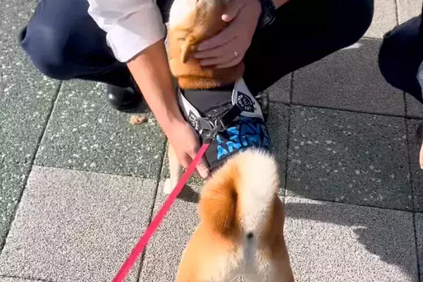 『おまわりさん』が大好きな犬→散歩中に交番の前を通った結果、警察官が…あまりにも尊い光景が13万再生「平和の象徴」「羨ましすぎる」