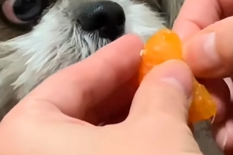 『みかん食べる？』と犬に聞いたら→食欲が爆発して…夢中になりすぎた『まさかの表情』に爆笑「スゴい顔ｗｗｗ」「クレクレ攻撃可愛い」