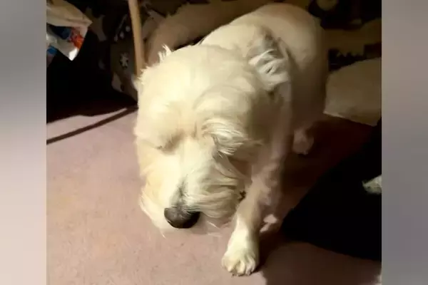 『寝起きすぎる犬』がSNSで話題　スロー再生かと思うほどの動きに「あかん、可愛すぎる」「眠いと嬉しいがいっぺんにｗ」と74万再生の反響