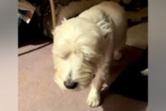 『寝起きすぎる犬』がSNSで話題　スロー再生かと思うほどの動きに「あかん、可愛すぎる」「眠いと嬉しいがいっぺんにｗ」と74万再生の反響