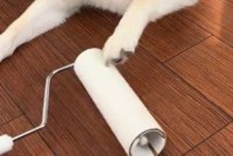 『コロコロ』でマッサージされるのが大好きな犬→まるで人間のような『おねがりの圧をかける光景』に反響「めっちゃ煽ってて草」「カメラ目線ｗ」