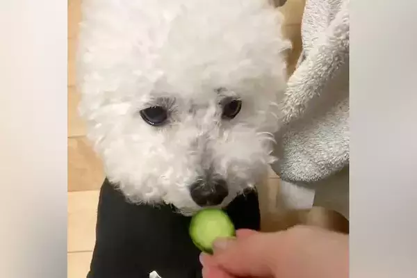 輪切りのキュウリを犬に与えてみた結果→まるで『CDプレーヤー』のような食べ方が13万表示「出てこなくなるタイプｗ」「瞬速すぎて草」と爆笑