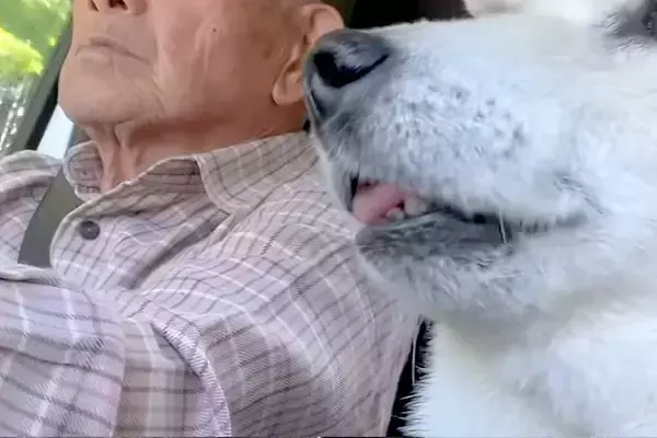 おじいちゃんが運転する『車の助手席』に乗るおばあちゃん犬→熟年夫婦のようで…とんでもなく尊い光景が69万再生「そっくり」「心が通じてる」