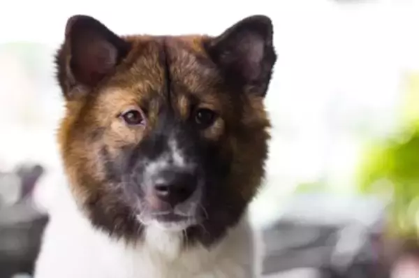 犬が不信感を抱く『絶対NG行為』５選　信頼を失ってしまう飼い主のタブー行動とは？