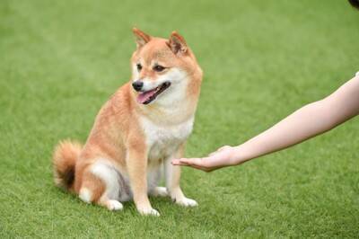 犬が不信感を抱く『絶対NG行為』５選　信頼を失ってしまう飼い主のタブー行動とは？