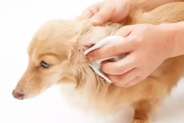 犬が『耳掃除を嫌がる』理由5つ　お手入れさせてくれないときの対処法とは？