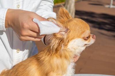 犬が『耳掃除を嫌がる』理由5つ　お手入れさせてくれないときの対処法とは？