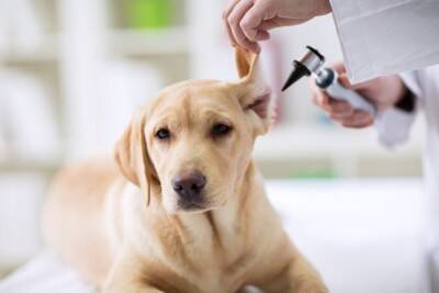犬が『耳掃除を嫌がる』理由5つ　お手入れさせてくれないときの対処法とは？