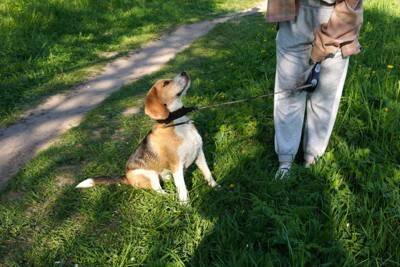 犬が『抱っこ』をおねだりしているサイン5選　執拗にアピールしてきたときの適切な接し方まで