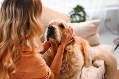 犬が『抱っこ』をおねだりしているサイン5選　執拗にアピールしてきたときの適切な接し方まで