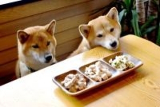 犬が好きな『食べ物』5選　愛犬が好む食材の特徴や適正摂取量とは？