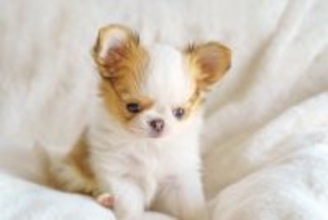 犬が『寝る前に見せる』仕草や行動５選　愛犬がみせる不思議な行為の意味や注意点まで