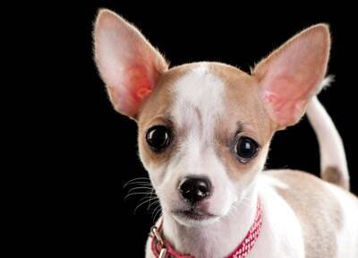 犬が『涙を流す』心理４選　どんなときに泣いてしまうの？考えられる病気まで