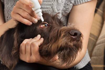 犬が『涙を流す』心理４選　どんなときに泣いてしまうの？考えられる病気まで