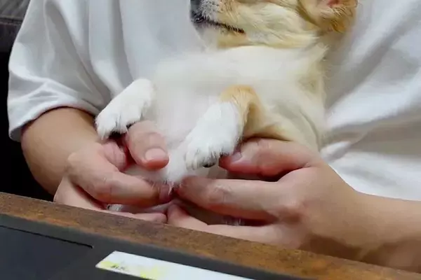 リモートワーク中、甘えにきた犬→仕事を中断して撫でてあげた結果…作業にならない『幸せな表情』に反響「とろけてるｗ」「全部が可愛い」と絶賛