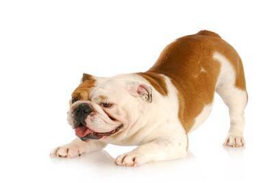 犬が『お尻を触ってほしくない』ときにみせるサイン6つ　どんな態度をみせる？対処法まで