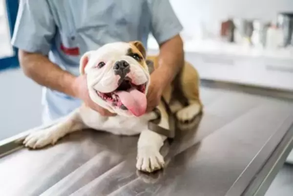 犬を病院に連れて行くときに『絶対守るべきマナー』4つ　知っておきたい注意点まで