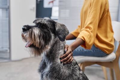 犬を病院に連れて行くときに『絶対守るべきマナー』4つ　知っておきたい注意点まで