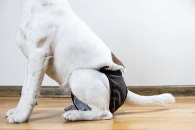 犬を病院に連れて行くときに『絶対守るべきマナー』4つ　知っておきたい注意点まで