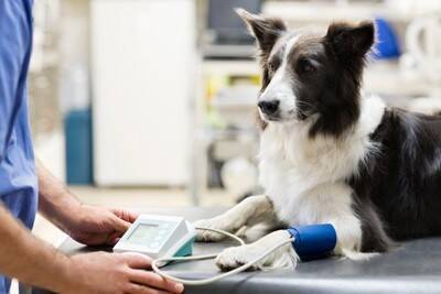犬を病院に連れて行くときに『絶対守るべきマナー』4つ　知っておきたい注意点まで