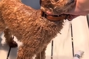 獣医師が諦めるほど『噛みつく犬』→トリミングに通い続けたら…4回目の来店時に見せた『素敵な光景』が75万再生「信頼関係が凄い」「感動…」
