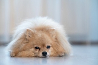 犬の下痢に気づいたら…こんな可能性があるので受診を【獣医師執筆】