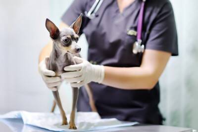 犬の下痢に気づいたら…こんな可能性があるので受診を【獣医師執筆】
