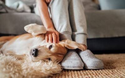 犬の下痢に気づいたら…こんな可能性があるので受診を【獣医師執筆】