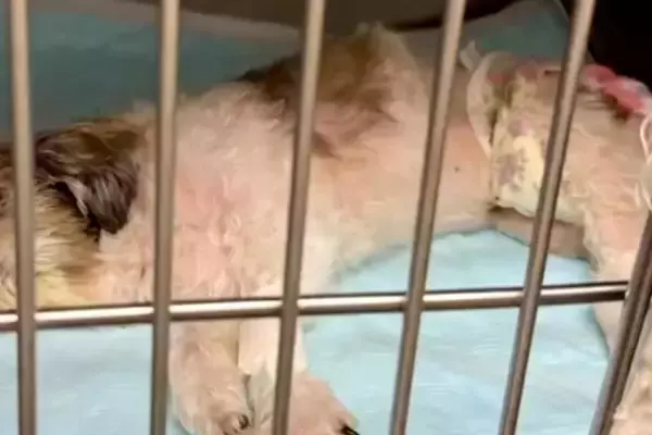 突然倒れてしまった『13歳の老犬』→医者には『もう歩くのは難しい』と言われて…まさかの『現在の光景』に感動「生命力すごい」「愛情の賜物」