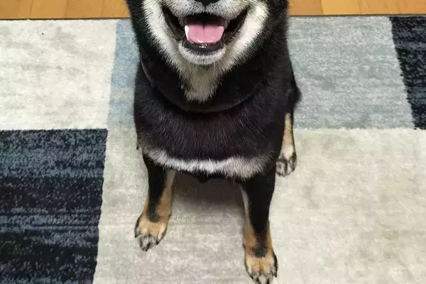 ニコニコ笑顔を浮かべるかわいい犬→『おやつ』を見せた瞬間に…もはや原型を留めていない『変化』に反響　まるで別の生き物のような違いにほっこり