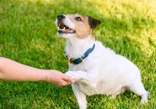 犬に『オテ』を覚えさせた方がいいの？成犬でもしつけることはできる？教えるメリットまで解説