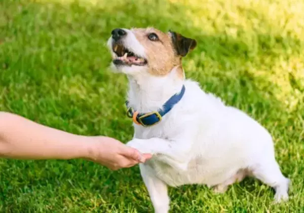 犬に『オテ』を覚えさせた方がいいの？成犬でもしつけることはできる？教えるメリットまで解説