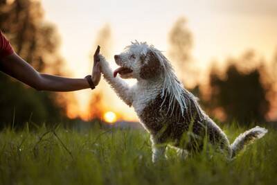 犬に『オテ』を覚えさせた方がいいの？成犬でもしつけることはできる？教えるメリットまで解説