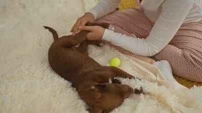 犬に『オテ』を覚えさせた方がいいの？成犬でもしつけることはできる？教えるメリットまで解説