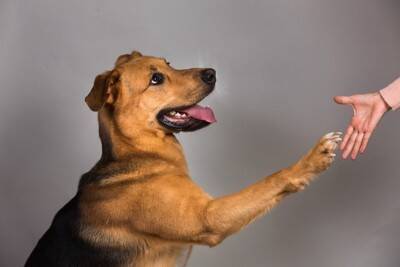 犬から好印象を抱かれる人の共通点4つ　好かれるためにできることはある？意識すべきポイントをご紹介