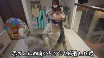 1歳の女の子が大型犬にお布団をかけ、トントンしたら…とんでもなく尊い『悶絶級の光景』が13万再生　幸せ過ぎる光景にほっこりが止まらない