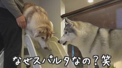 1歳の女の子が大型犬にお布団をかけ、トントンしたら…とんでもなく尊い『悶絶級の光景』が13万再生　幸せ過ぎる光景にほっこりが止まらない